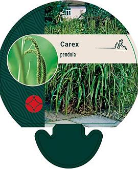 Carex pendula Pot 9 cm