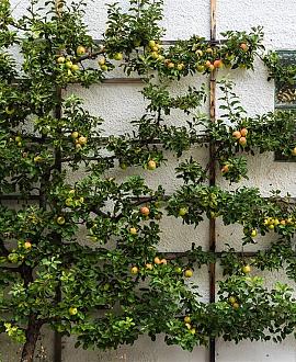 Malus d. 'Cox's Orange Pippin' Laagstam Leivorm