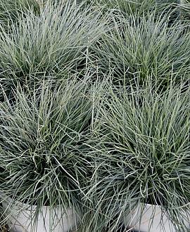 Festuca glauca Intens Blue Pot 17 cm