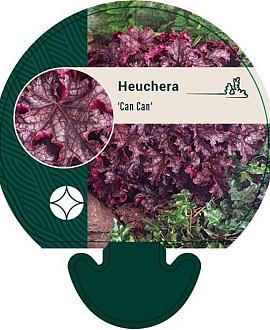 Heuchera 'Can Can' Pot 9 cm