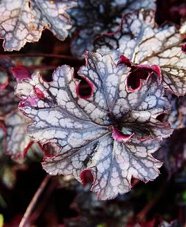 Heuchera 'Can Can' Pot 9 cm