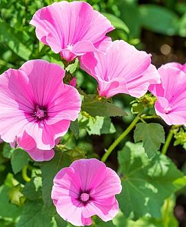 Lavatera 'Rosea' Pot 9 cm