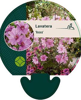 Lavatera 'Rosea' Pot 9 cm
