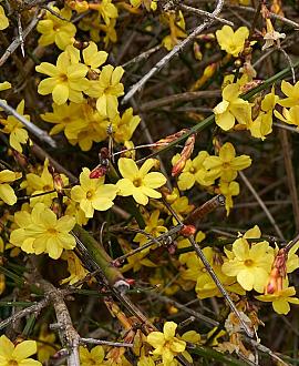 Jasminum nudiflorum Pot 2 Liter