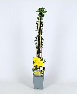 Jasminum nudiflorum Pot 2 Liter