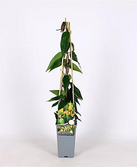 Lonicera henryi 'Copper Beauty' Pot 2 Liter