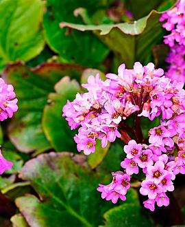 Bergenia purpurascens Pot 9 cm