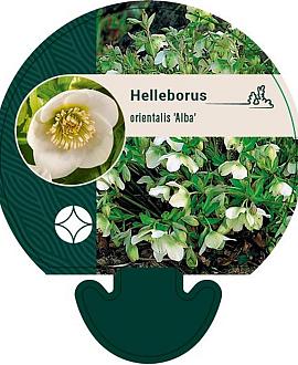 Helleborus orient. 'Alba' Pot 9 cm