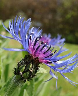 Centaurea montana 'Grandiflora' Pot 9 cm