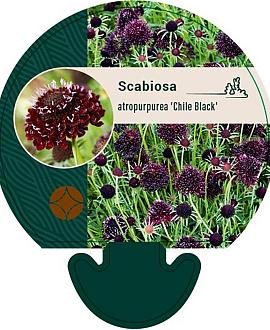 Scabiosa atr. 'Chile Black' Pot 9 cm