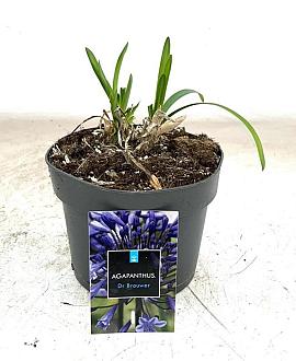 Agapanthus 'Dr Brouwer' Pot 2 Liter