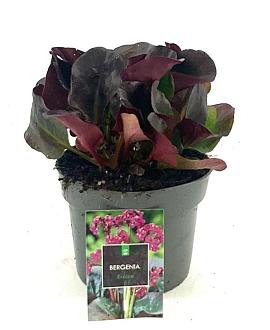 Bergenia cordifolia 'Eroica' Pot 2 Liter