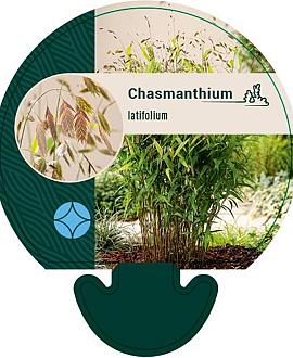 Chasmanthium latifolium Pot 9 cm