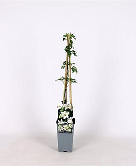 Clematis 'Joe' Pot 2 Liter