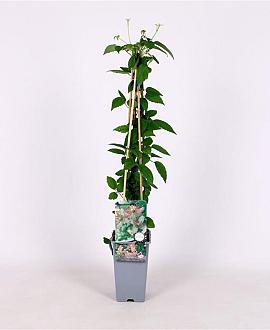 Clematis 'Marjorie' Pot 2 Liter