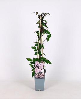 Clematis mont. rubens Pot 2 Liter