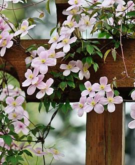 Clematis mont. rubens Pot 2 Liter