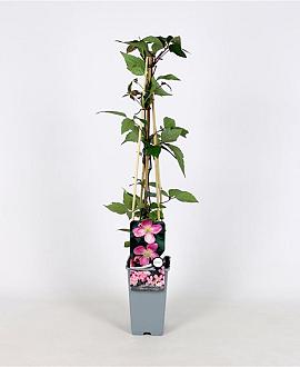 Clematis 'Tetrarose' Pot 2 Liter