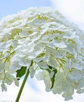 Hydrangea a. Strong Annabelle Pot 5 Liter 