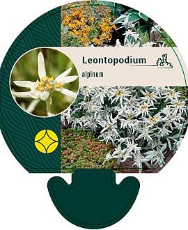 Leontopodium alpinum Pot 9 cm