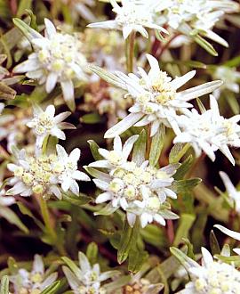 Leontopodium alpinum Pot 9 cm