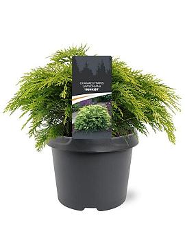 Chamaecyparis l. 'Sunkist' Pot 3 Liter 