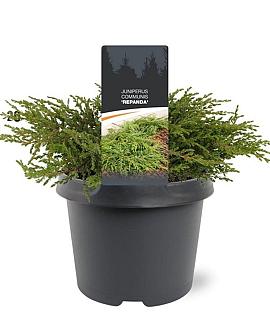 Juniperus comm. 'Repanda' Pot 3 Liter 