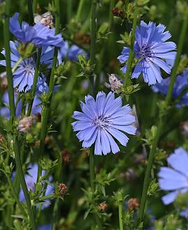 Cichorium intybus Pot 9 cm