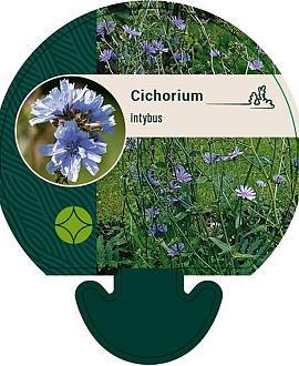 Cichorium intybus Pot 9 cm