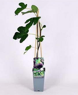 Ficus car. 'Brown Turkey' Pot 2 Liter