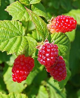 Rubus 'Tayberry' Pot 2 Liter