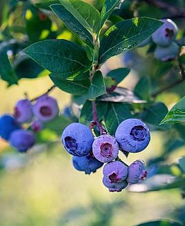 Vaccinium c. 'Bluecrop' Pot 2 Liter