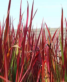 Imperata cylindrica 'Red Baron' Pot 10 liter