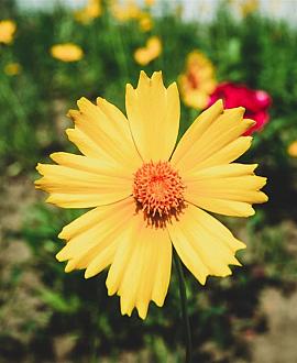 Coreopsis 'Full Moon' Pot 9 cm