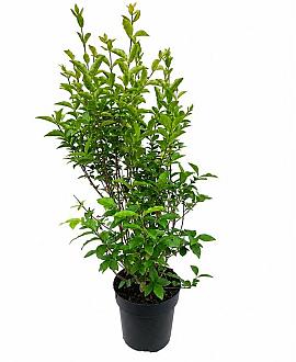 Ligustrum ovalifolium Pot 5 Liter 60 - 80 cm