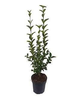 Ligustrum ovalifolium Pot 5 Liter 60 - 80 cm