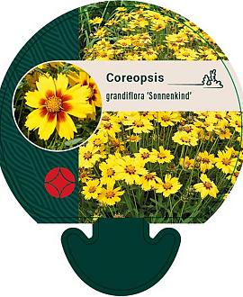 Coreopsis gr. 'Sonnenkind' Pot 9 cm