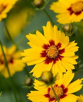 Coreopsis gr. 'Sonnenkind' Pot 9 cm