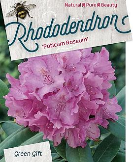 Rhododendron pont. 'Roseum' Pot 10 liter