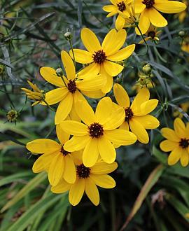 Coreopsis tripteris Pot 9 cm