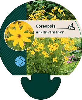 Coreopsis vert. 'Grandiflora' Pot 9 cm