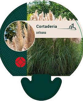 Cortaderia selloana Pot 9 cm