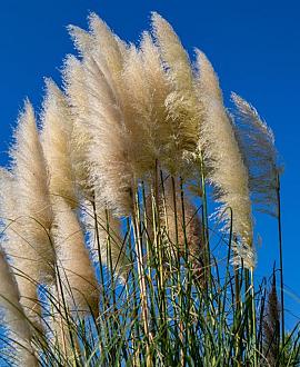 Cortaderia s. 'Pumila' Pot 9 cm