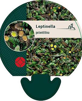 Leptinella potentillina Pot 9 cm