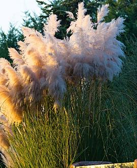 Cortaderia s. 'Rosea' Pot 9 cm