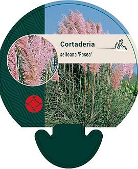 Cortaderia s. 'Rosea' Pot 9 cm
