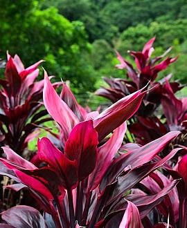 Cordyline 'Can Can' Pot 12 liter 