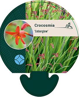 Crocosmia 'Emberglow' Pot 9 cm