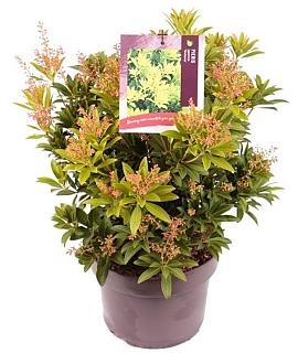 Pieris jap. 'Sinfonia' Pot 5 Liter 