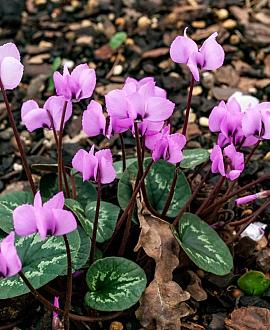 Cyclamen coum Pot 9 cm